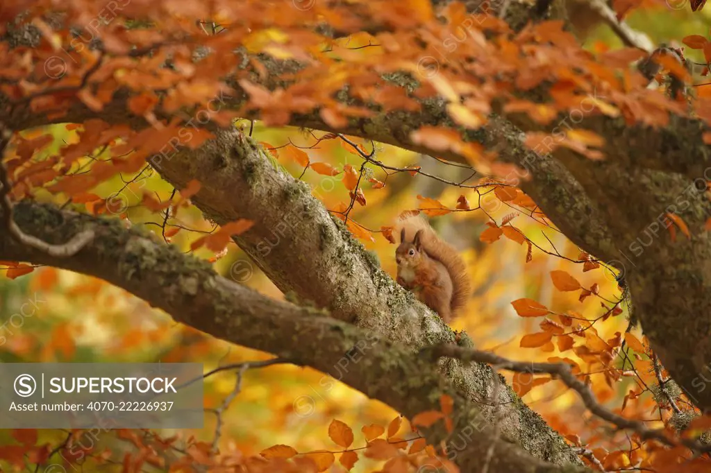 Red squirrel (Sciurus vulgaris) on branch in autumnal forest, Cairngorms National Park, Highlands, Scotland, UK, October