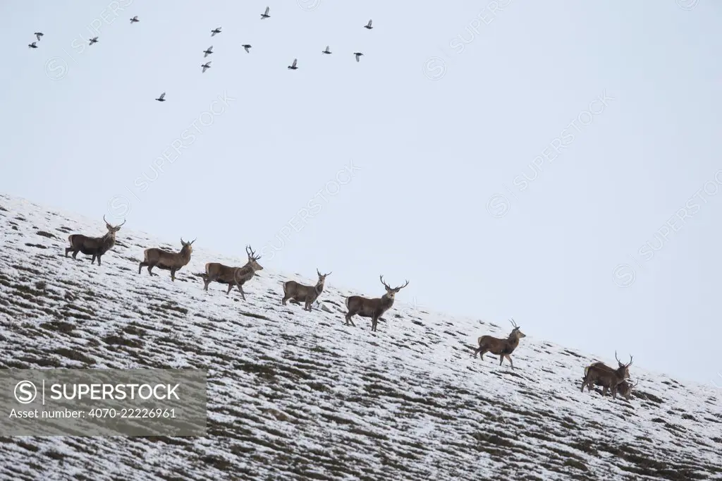 Red deer (Cervus elaphus) group of stags with Red grouse (Lagopus Lagopus scotius) flying overhead, Scotland, UK, January.