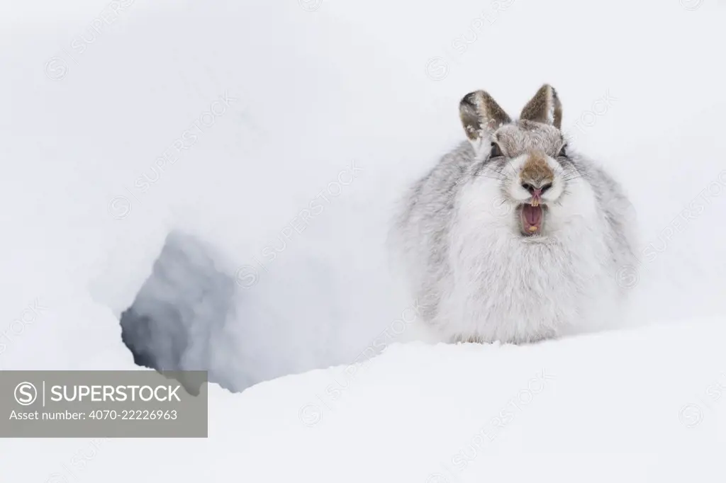 Mountain hare (Lepus timidus) in winter pelage sitting outside snow hole, Scotland, UK, January.