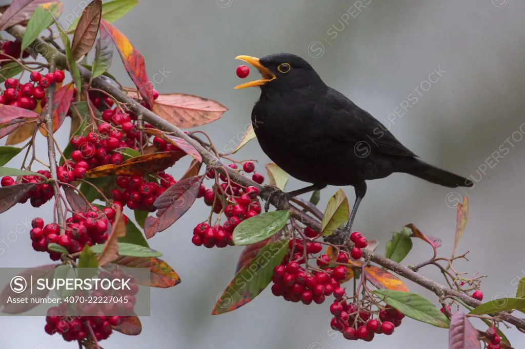 Blackbird (Turdus merula) male feeding on Cotoneaster berries, Monmouthshire, Wales, UK. December.