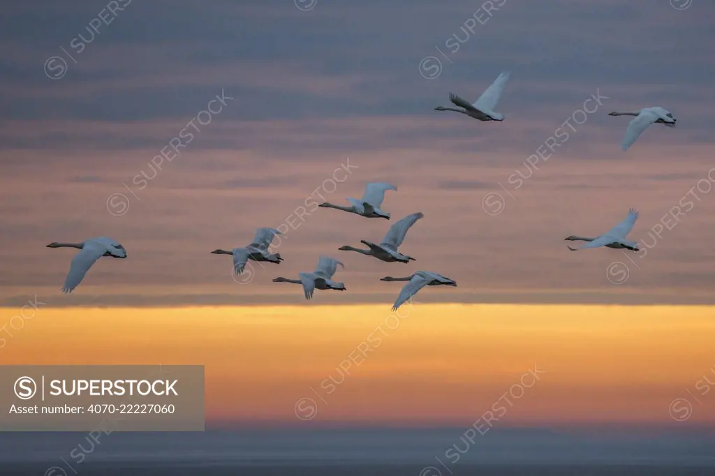 Whooper swans (Cygnus cygnus), flying at sunset, Caerlaverock Wildfowl & Wetland Trust, Dumfries & Galloway, Scotland, November 2016