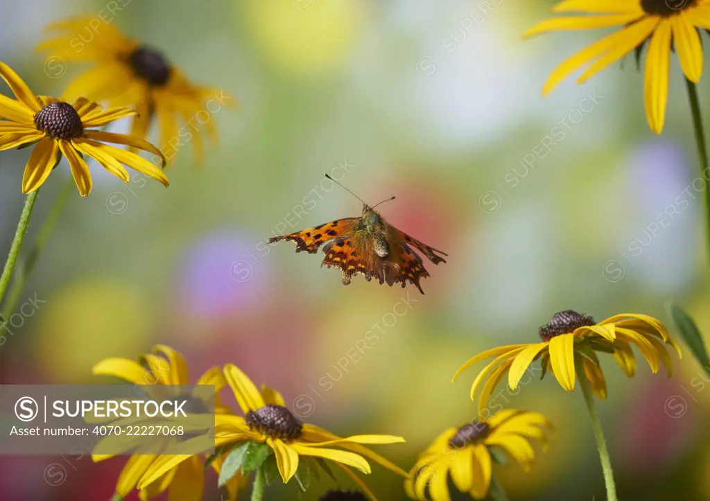 Comma butterfly (Polygonia c-album) in flight, Sussex, England, UK, September.