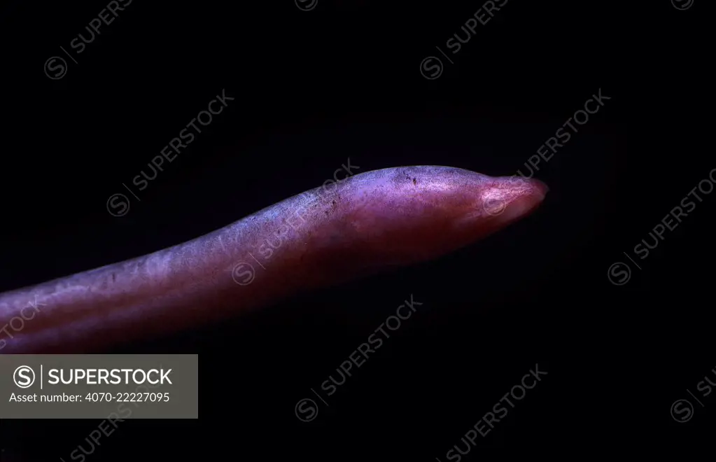 Blind cave eel (Ophisternon candidum), Cape Range National Park, Ningaloo Coast UNESCO Natural World Heritage Site, Western Australia.