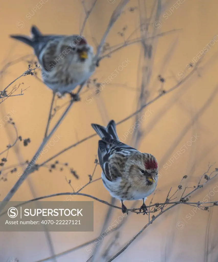 Common redpoll (Acanthis flammea) two birds perched, Finland, January.