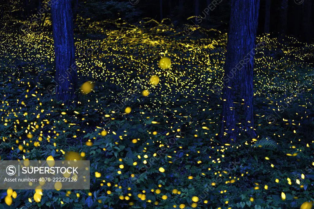 Fireflies (Luciola parvula himebotaru) flashing at night for courtship and reproduction. Gifu, Japan. Composite image