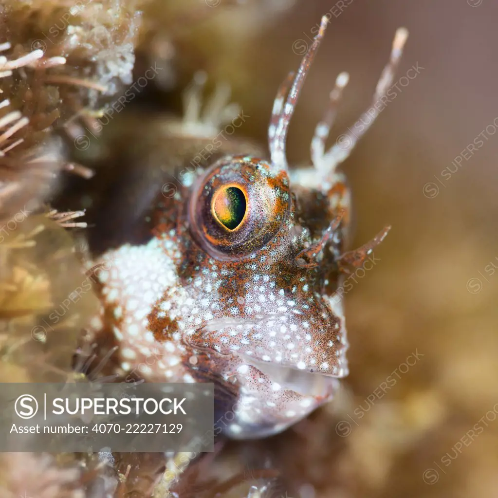 Spotted and barred blenny (Mimoblennius atrocinctus) portrait, Kashiwajima, Japan.