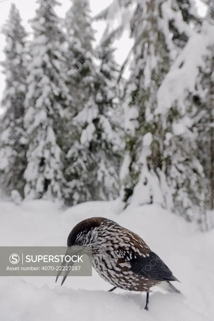 Spotted nutcracker (Nucifraga caryocatactes) finding cached hazelnut, Sweden, February.