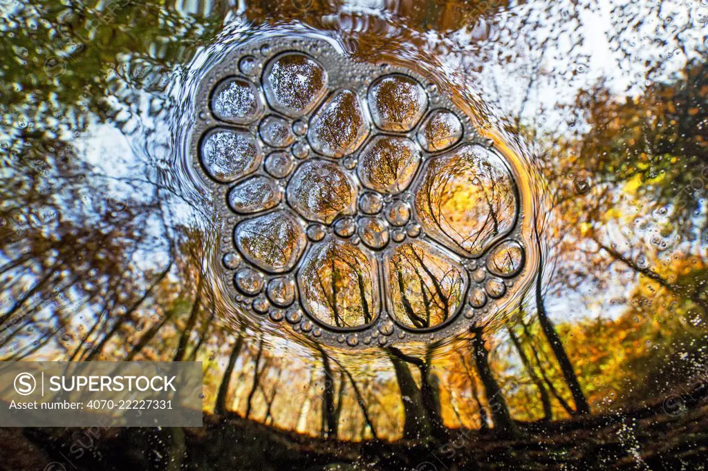 Underwater view of bubbles in water and trees on land, La Hoegne mountain stream, Belgium.