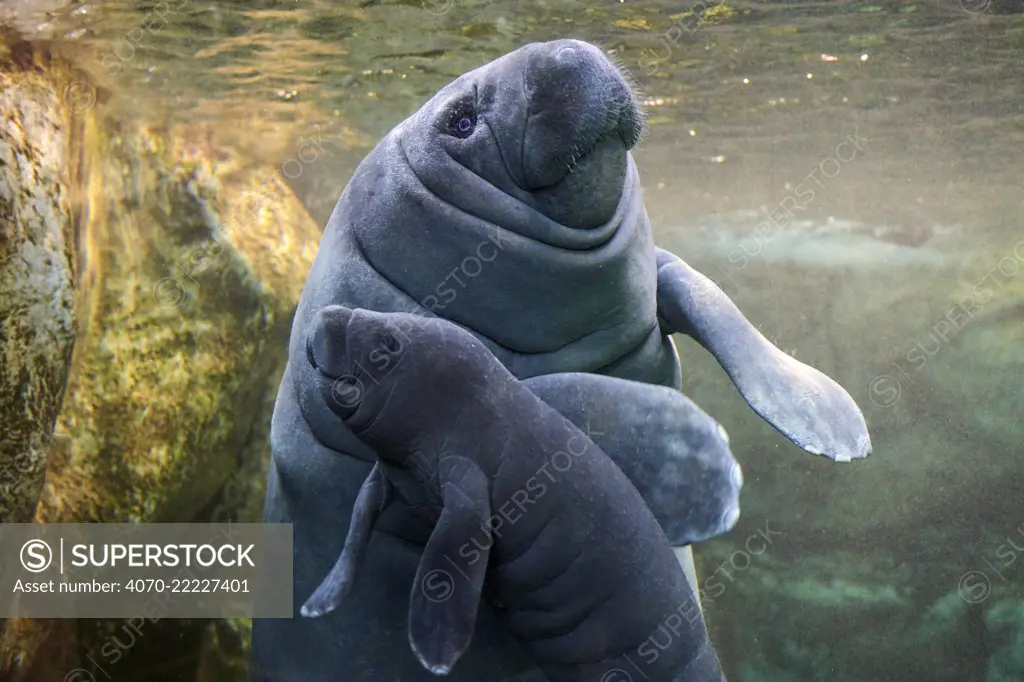 Caribbean manatee or West Indian manatee (Trichechus manatus) mother with baby, age two days, captive, Beauval Zoo, France