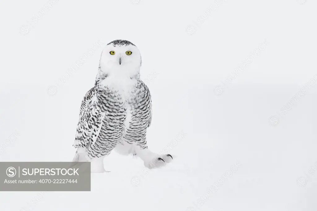 Snowy owl (Bubo scandiacus) walking on ground in snow, one foot raised, Ontario, Canada, January.