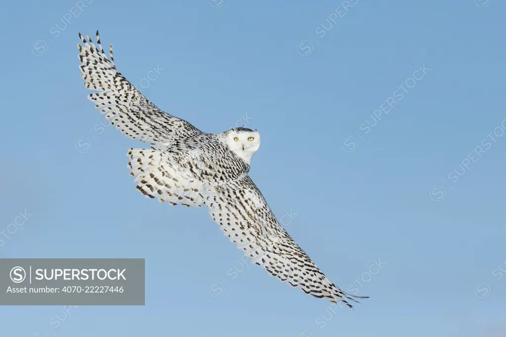 Snowy owl (Bubo scandiacus) in flight against blue sky, Ontario, Canada, January.