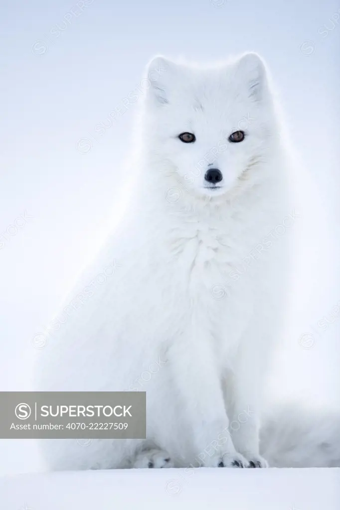 Arctic Fox (Vulpes lagopus), in winter coat portrait, Svalbard, Norway, April.