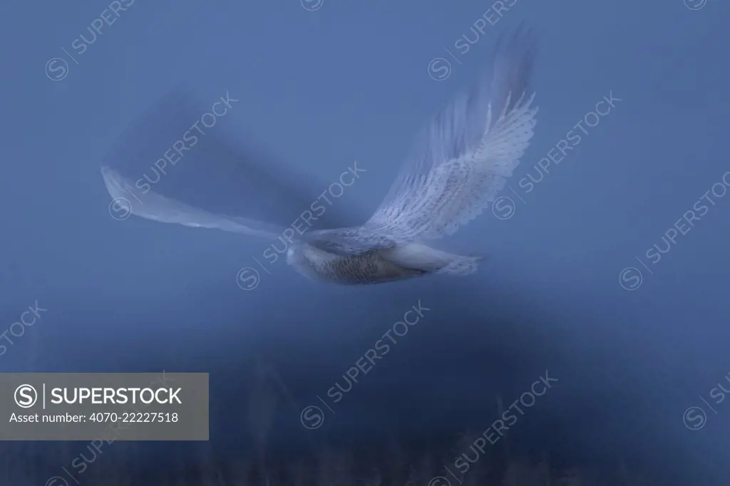 Blurred shot of Snowy owl (Bubo Scandiacus) flying though a salt marsh at dawn in Delta, British Columbia, Canada. January.