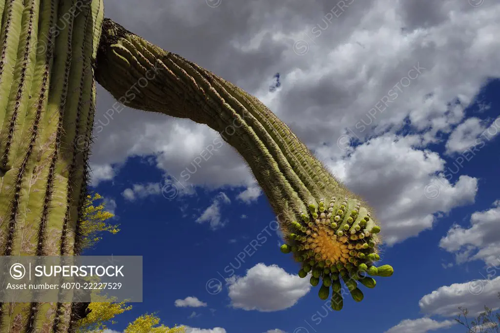 Saguaro cactus (Carnegiea gigantea) buds, Organ Pipe Cactus National Monument, Sonora Desert, Arizona, USA, April 2014.