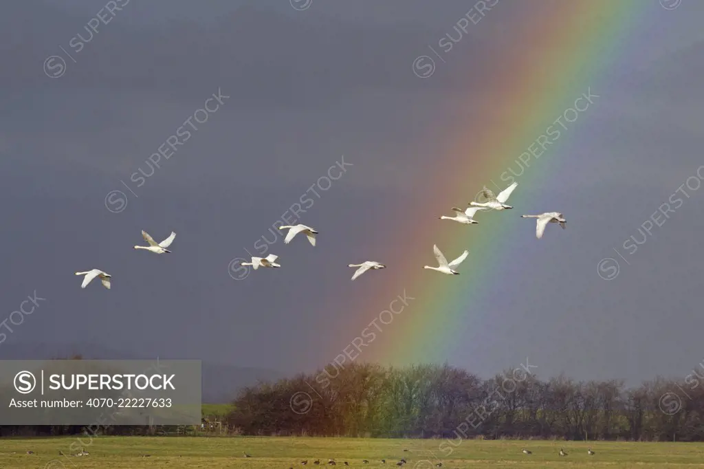 Bewick's swan (Cygnus columbianus) in flight with rainbow, Gloucestershire, England, UK, February.