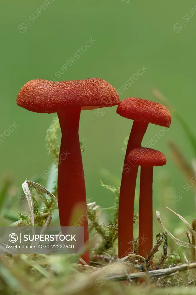 Vermilion waxcap fungi (Hygrocybe miniata) Buckinghamshire, England, UK, September - Focus Stacked Image