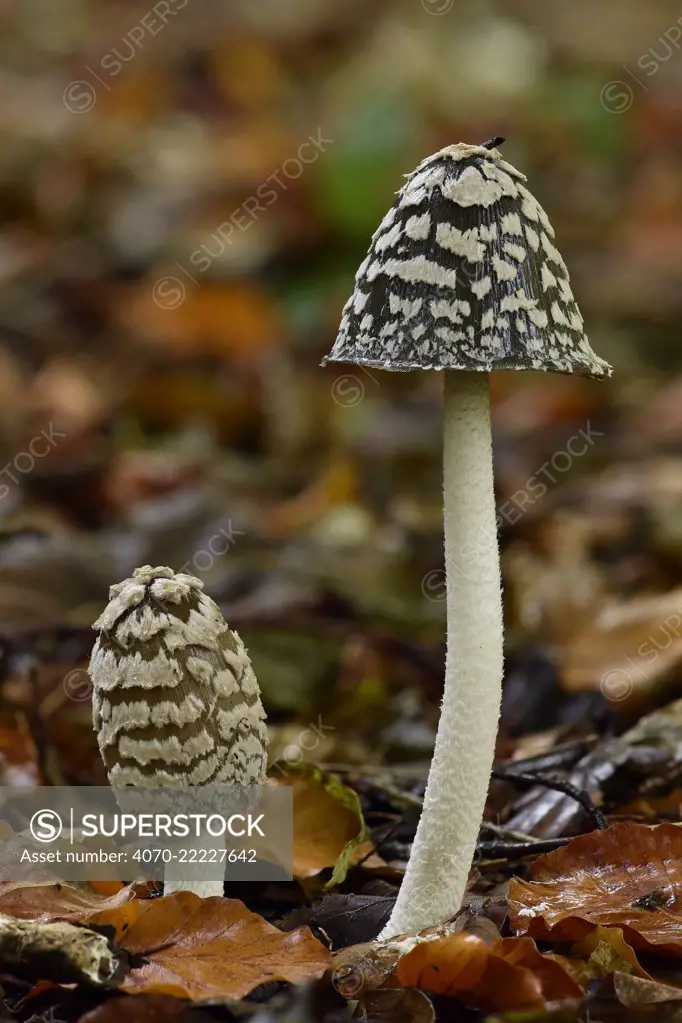 Magpie inkcap (Coprinopsis picacea) uncommon inkcap that usually grows singularly often under beech trees, Bedfordshire, England, UK, October. Focus stacked image