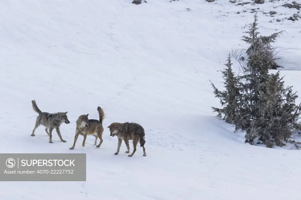 Wild Apennine wolf (Canis lupus italicus), two resident wolves attack intruder in their territory. Italian endemic subspecies. Central Apennines, Abruzzo, Italy. March.Sequence 8 of 16