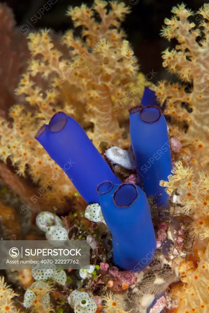 Ascidian (Rhopalaea sp) Tubbataha Reef Natural Park, UNESCO World Heritage Site, Sulu Sea, Cagayancillo, Palawan, Philippines