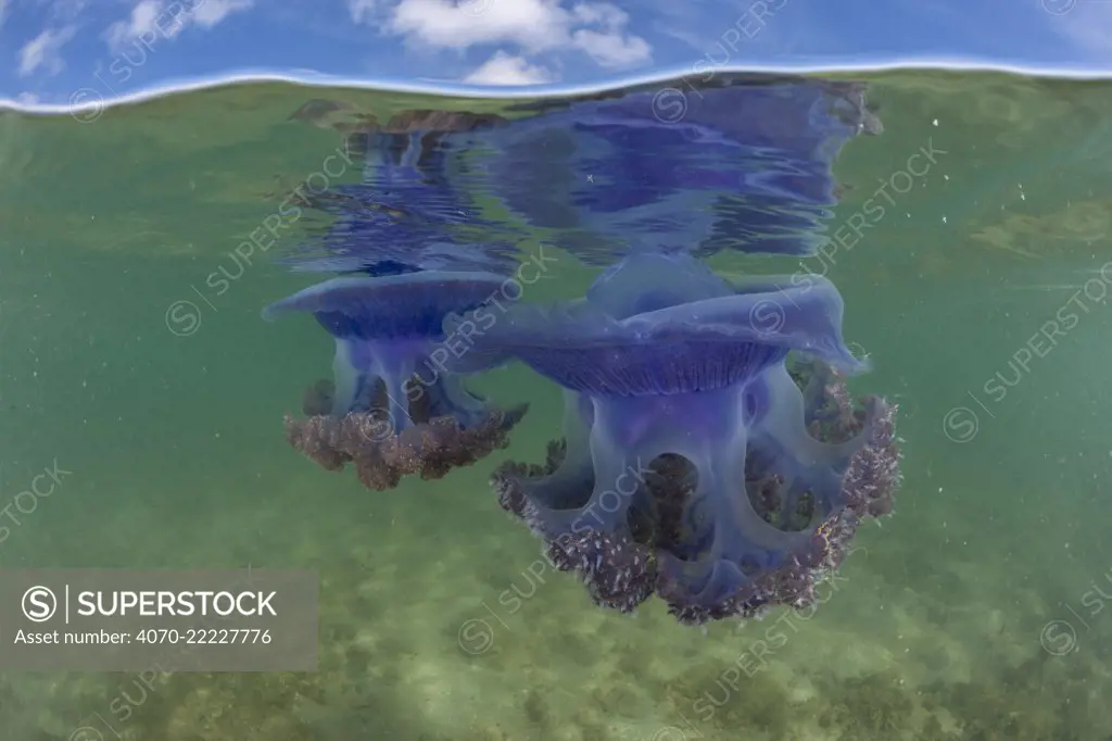 Split level of Purple crown jellyfish (Netrostoma setouchina) in shallow waters, Nukubati Island Resort, Macuata Province, Fiji, South Pacific