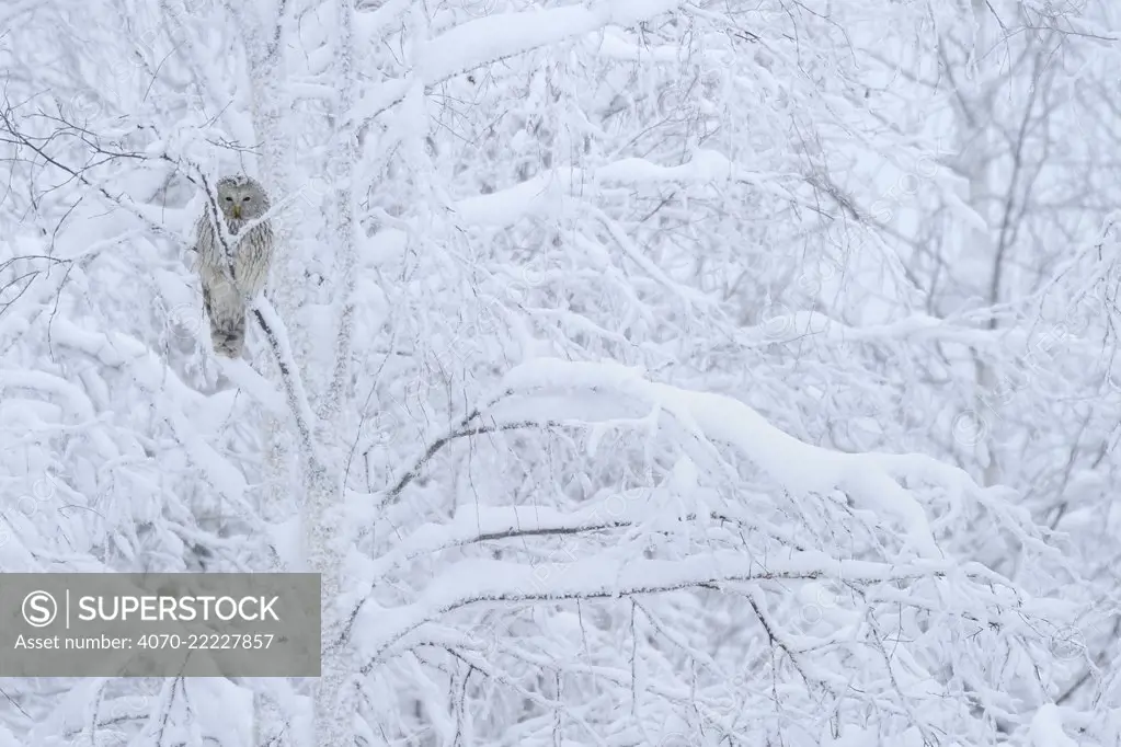 Ural owl (Strix uralensis) perched in snow covered tree, Oulanka National Park, Finland, February