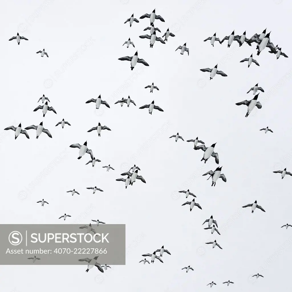 Guillemots (Uria aalge) flock in flight, Hornoya, Norway.