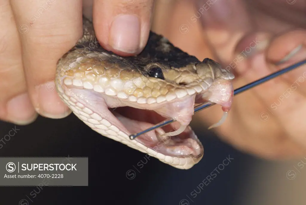 Western diamondback rattlesnake with fangs exposed Crotalus atrox}