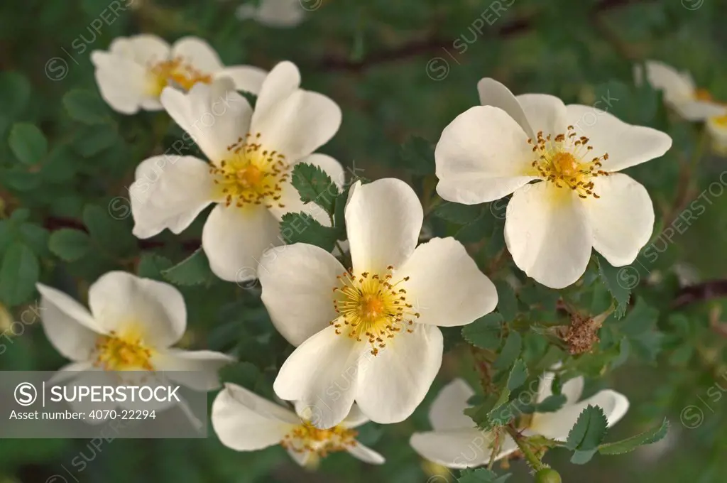 Burnet rose in flower Rosa pimpinellifolia} Belgium