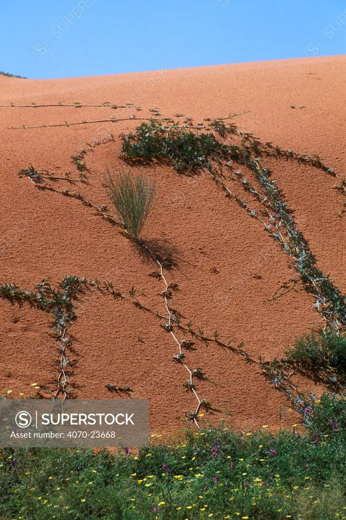 Devil's claw (Harpagophytum procumbens) and Devil's thorn (Tribulus zeyheri), prominent creepers of the Kalahari Desert that appear after the rains, Kgalagadi Transfrontier Park, South Africa