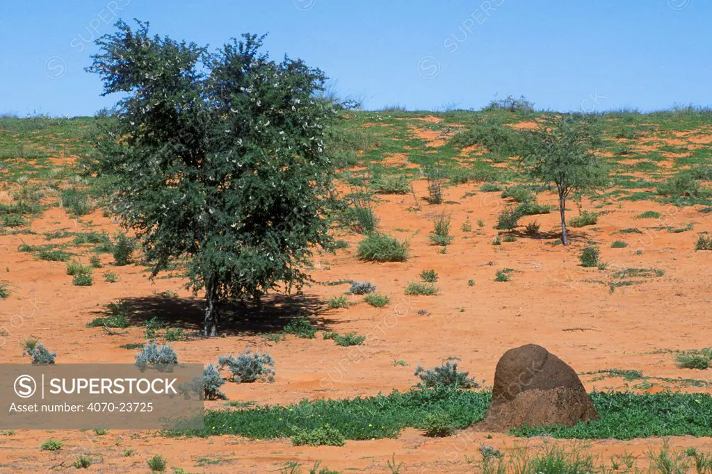 Snouted Harvester Termites (Trinervitermes trinervoides) termite mound and Camelthorn tree after rains, Kalahari desert, Kgalagadi Transfrontier Park, South Africa