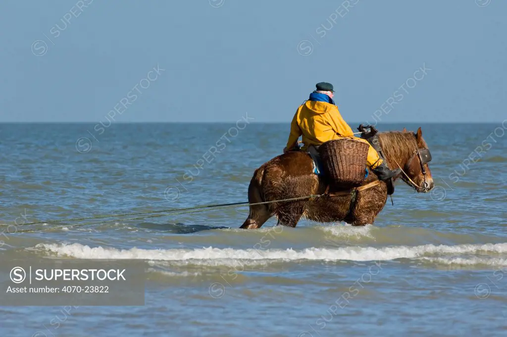 Shrimper with Draught Horse Equus caballus} dragging net in the sea along the North Sea coast, Belgium