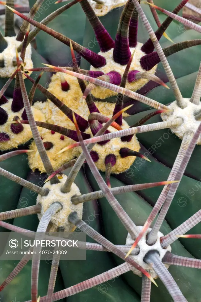 Pima pineapple cactus (Coryphantha robustispina), close-up of spines. Organ Pipe Cactus National Monument, Arizona, USA