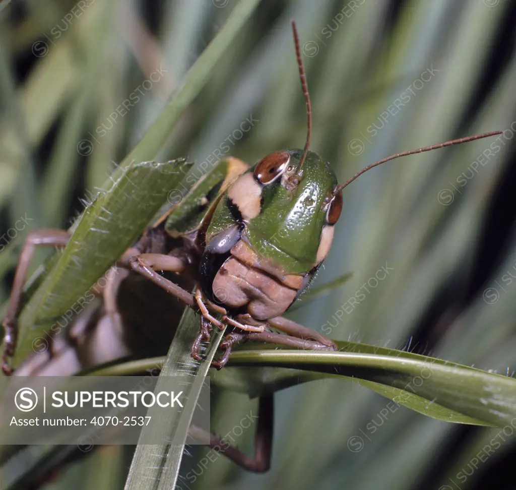 Green locust (Gastrimargus flavipes) eating grass. Kenya Africa.