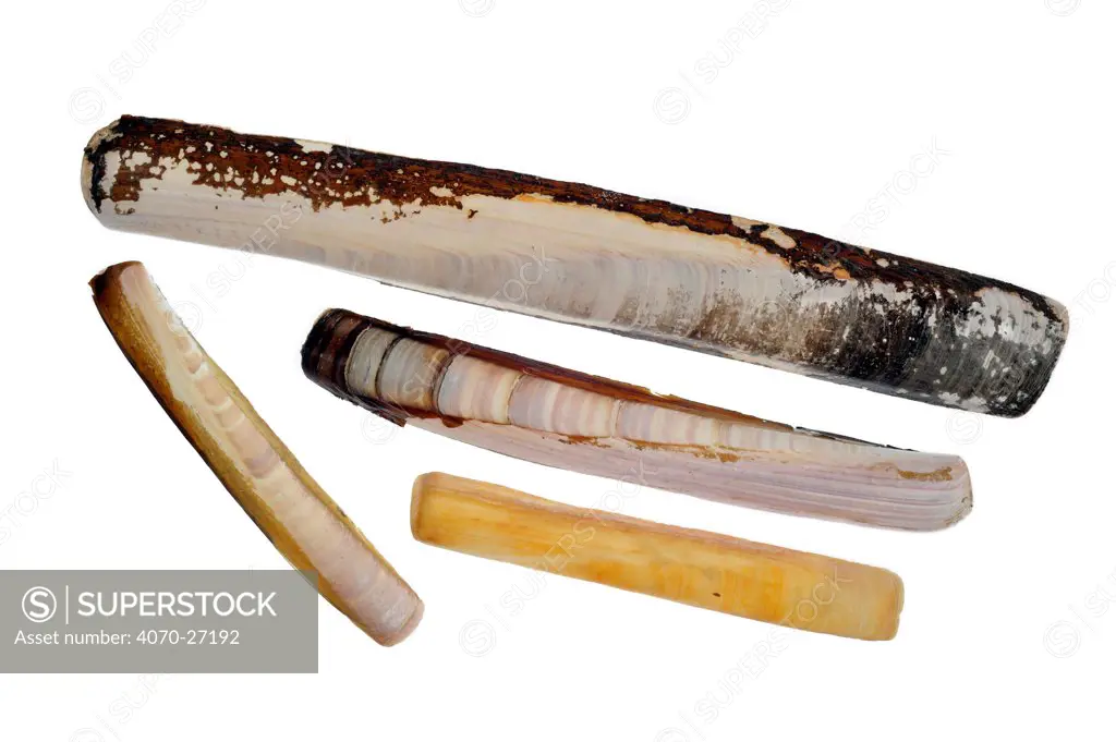 Collection of Solenidae shells: Pod Razor / Common Razorfish (Ensis siliqua), Sword Razor (Ensis arcuatus), Atlantic Jackknife (Ensis directus), European Razor Clam / Grooved Razor Shell (Solen marginatus). North Sea coast, Belgium, February.