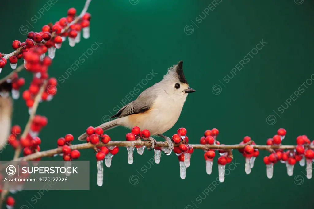 Black-crested Titmouse (Baeolophus bicolor atricristatus) adult on ice covered Possum Haw Holly (Ilex decidua) berries. New Braunfels, San Antonio, Hill Country, Texas, USA, January.