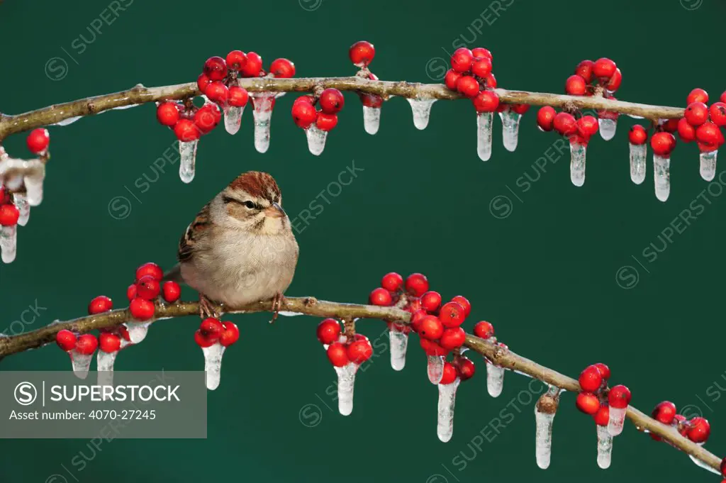 Chipping Sparrow (Spizella passerina) adult on ice covered Possum Haw Holly (Ilex decidua) berries. New Braunfels, San Antonio, Hill Country, Central Texas, USA, January.