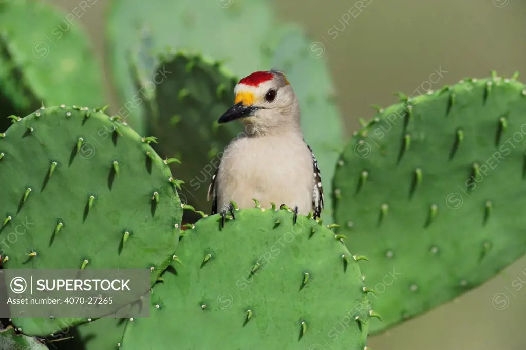 Golden-fronted Woodpecker (Melanerpes aurifrons), male perched on Texas Prickly Pear Cactus (Opuntia engelmanni). Laredo, Webb County, South Texas, USA, April.