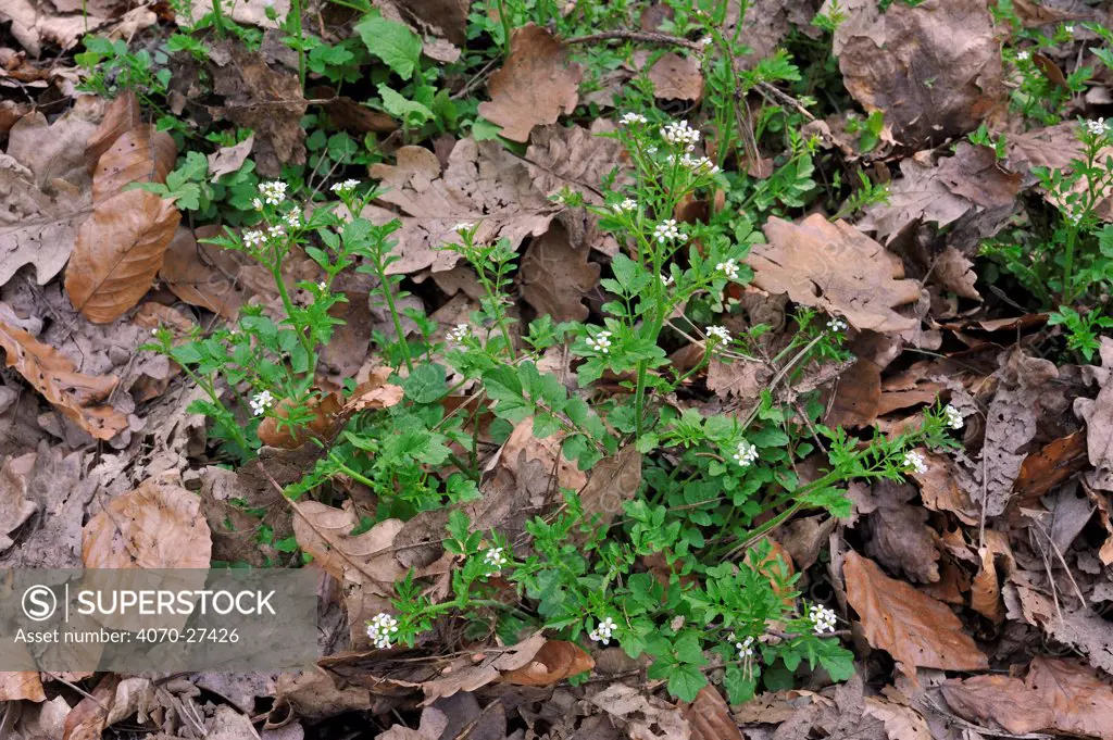 Wood Bittercress / Woodland Bittercress / Wavy Bitter-cress / Wavy Bittercress (Cardamine flexuosa) in flower. Luxembourg, April.