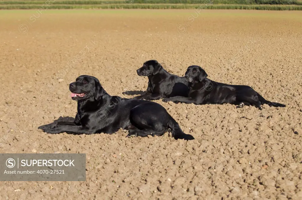 Black Labrador dogs (Canis familiaris) resting whilst on pheasant shoot, UK