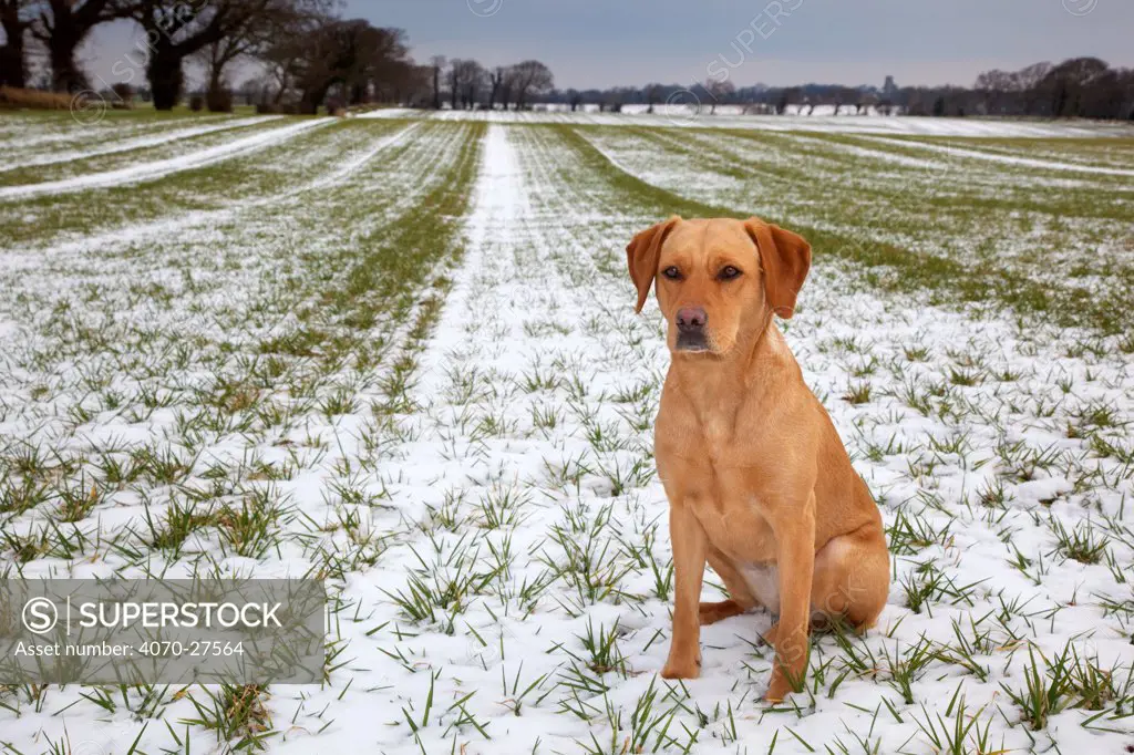 Yellow Labrador sitting in winter countryside, UK