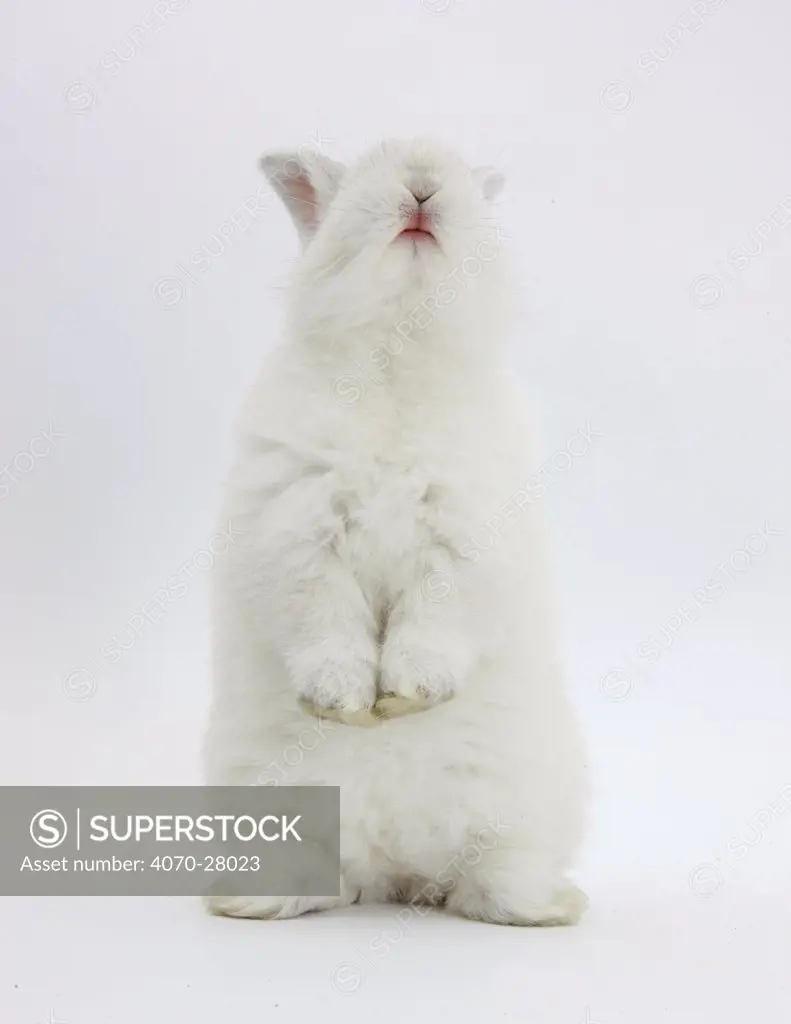 Young white domestic rabbit standing up on its haunches.