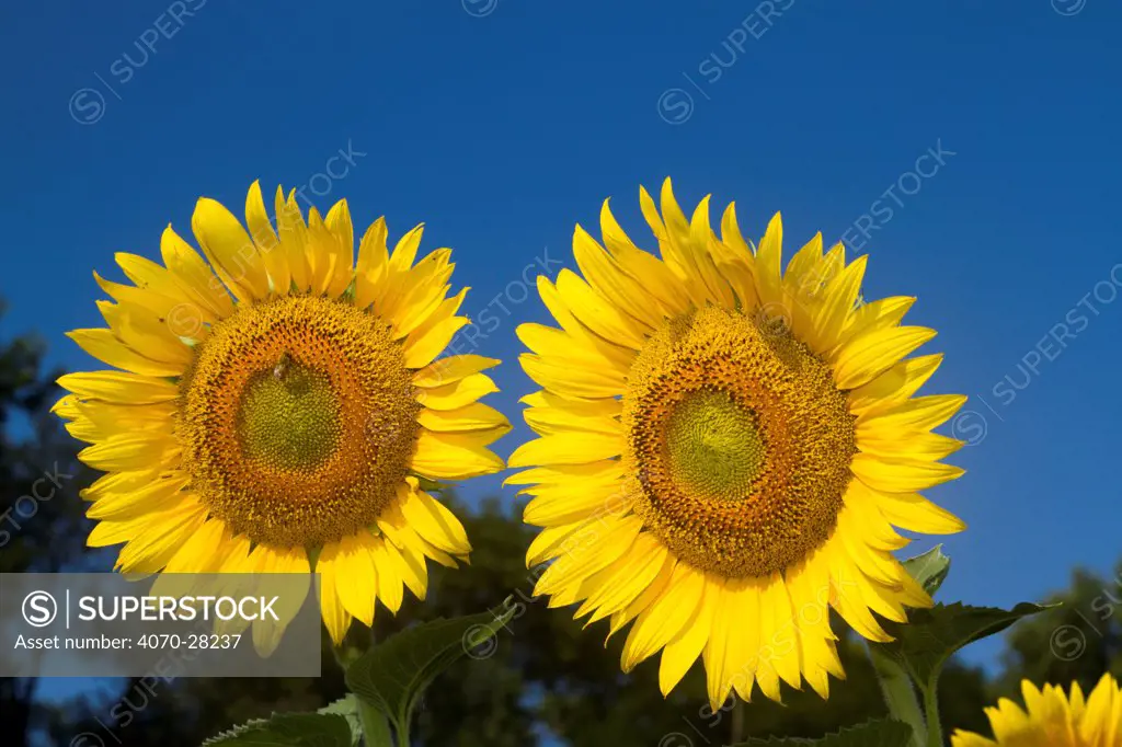 Giant Sunflower (Helianthus annuus) in bloom; Pecatonica, Illinois, USA, July