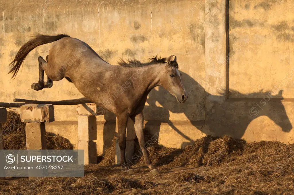 A two-year old Kathiawari horse filly free jumping, Porbandar, Gujarat, India. Sequence 5 out out of 8.