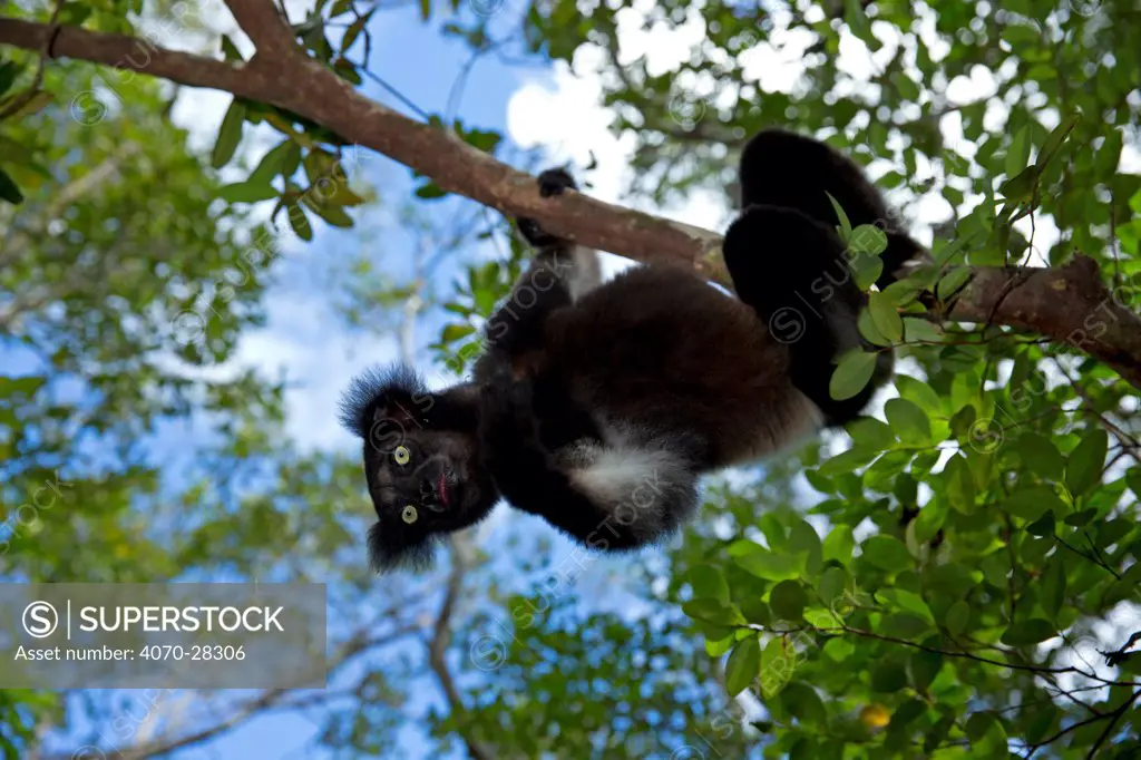 Indri (Indri indri) portrait in tropical rainforest habitat. Madagascar.