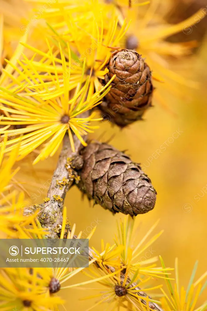 Larch Larix deciduas} yellow needles and cones in autumn, Donisthorpe, The National Forest, Leicestershire, UK, November