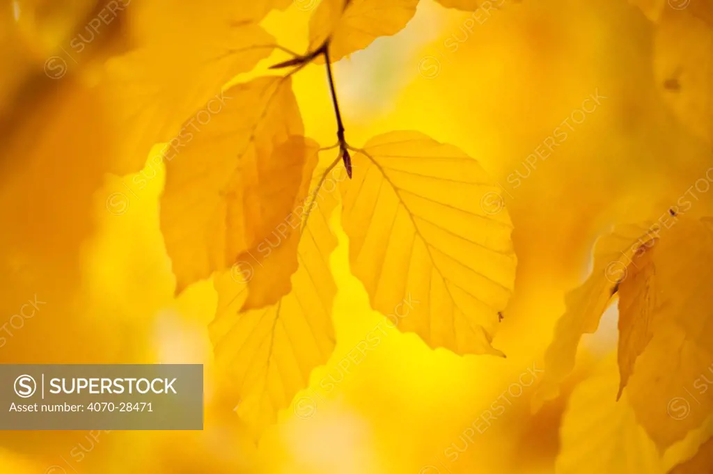 European Beech tree Fagus sylvatica} Yellow leaves in autumn, Sence Valley Forest Park, Leicestershire, UK. November. 2020VISION Book Plate. Did you know? Although thought to have been introduced by the Romans, UK Beech tree pollen has been discovered dating back to the last ice age, 6000 years ago.