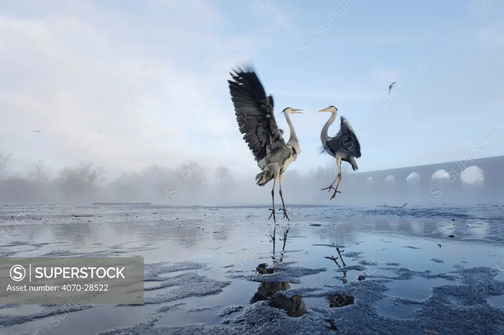 Two Grey herons (Ardea cinerea) squabbling over fish fed to them by visitors,River Tame, Reddish Vale Country Park, Stockport, Greater Manchester, UK, December 2010