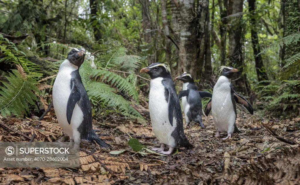 Fiordland penguins (Eudyptes pachyrhynchus) walk along a forest path, heading back to their burrows, after foraging in the ocean. North of Haast, Westland District, South Island, New Zealand.
