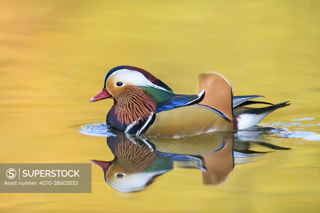 Mandarin duck (Aix galericulata) male swimming with autumn colours reflected in the water, London, UK, November