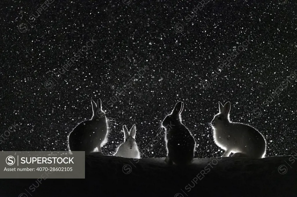 Mountain hares (Lepus timidus) backlit in snow at night, Vauldalen, Norway, April.